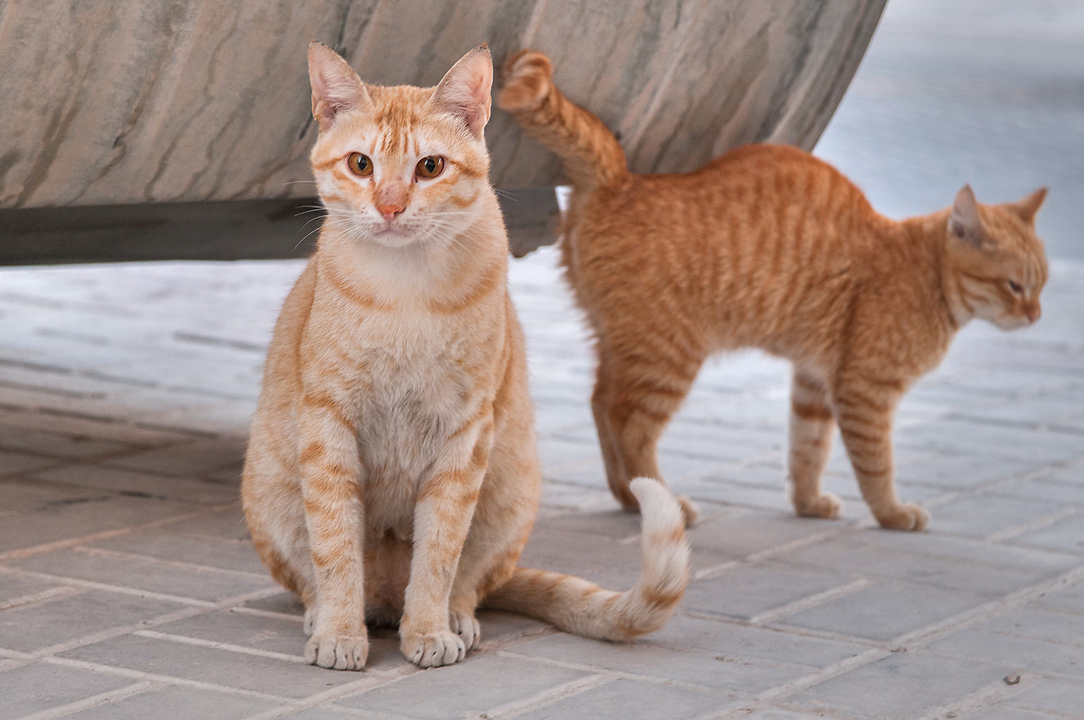 Arabian Mau cat breed