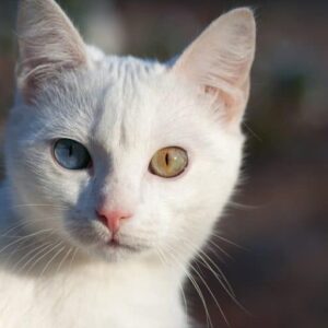 Russian White Cat Personality 768x512 2