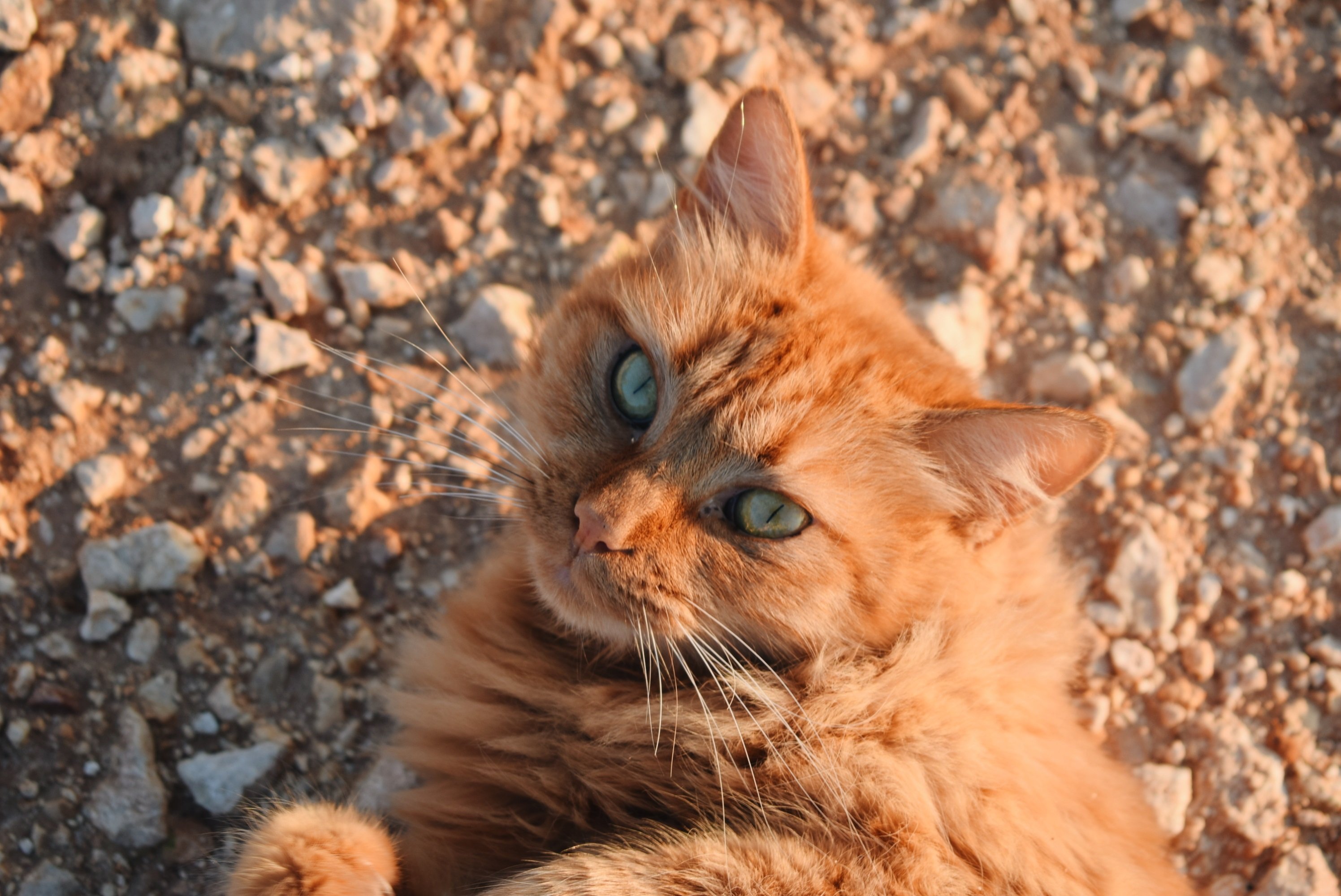 Cyprus Cat Breed