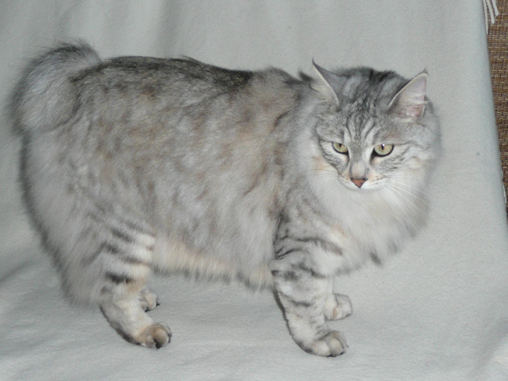 Kurilian Bobtail cat with short tail