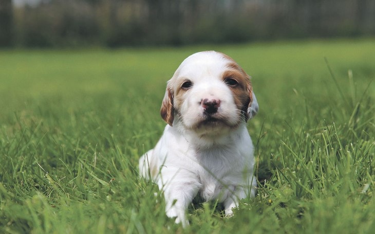 Irish Red and White Setter Pup Image