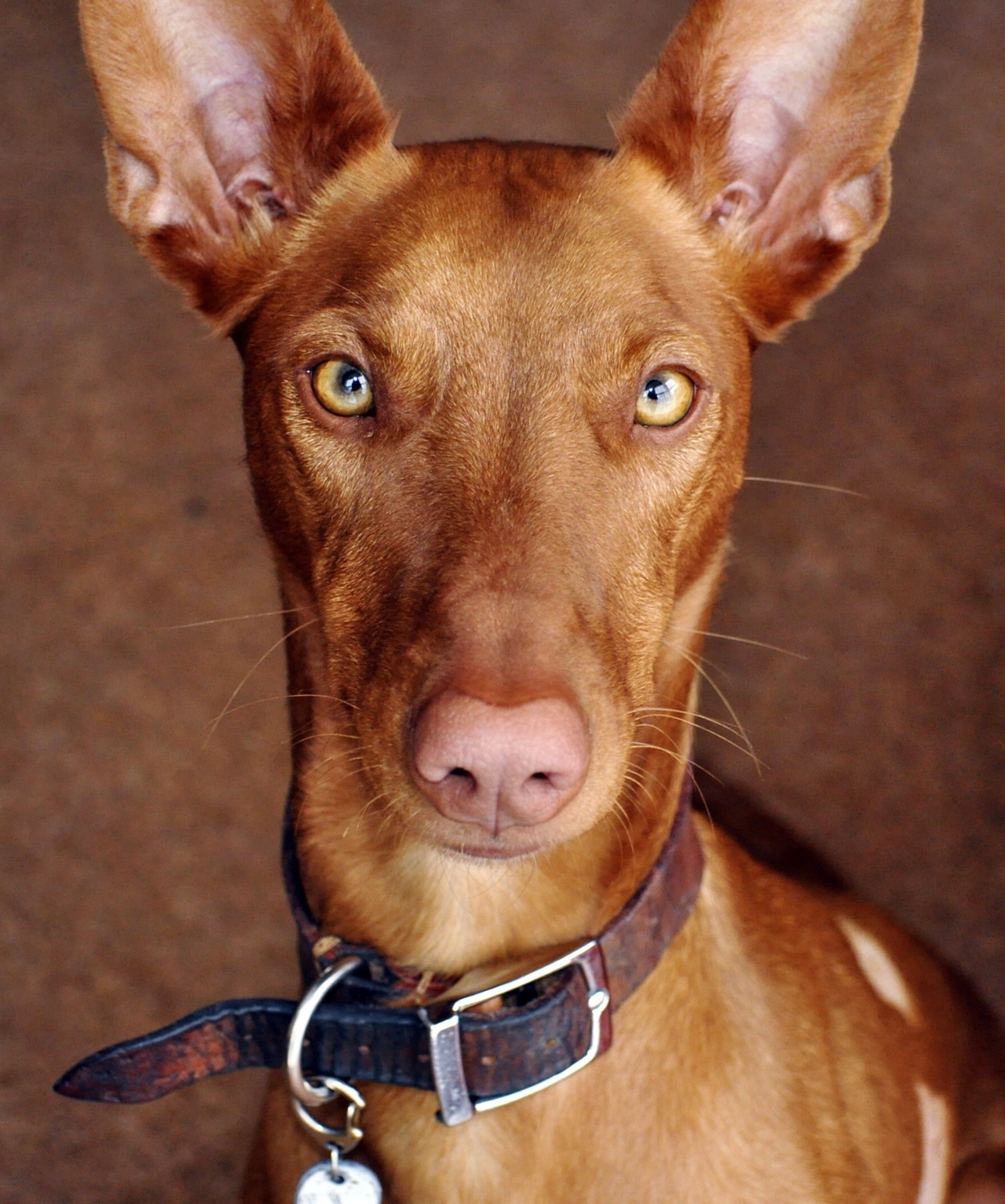 Pharaoh Hound playing in the park
