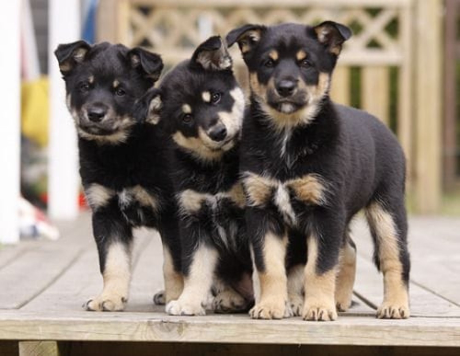 lapponian herder puppies 824940