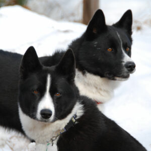 two karelian bear dogs photo