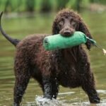 irish water spaniel dog breed