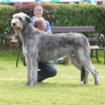 irish wolfhound dog breed