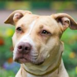 pit bull terrier dog breed