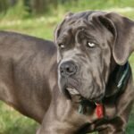 mastiff dog breed