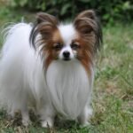 papillon dog breed