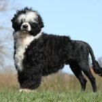 portuguese water dog breed