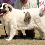 pyrenean mastiff dog breed