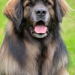 leonberger dog breed