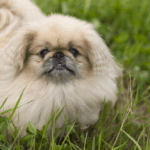 pekingese dog breed