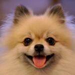 pomeranian dog breed